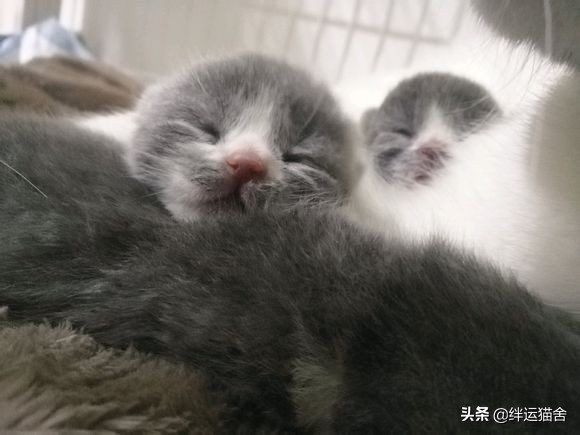 满月小猫喝羊奶粉一直拉稀怎么办,小猫咪喝羊奶粉拉稀正常吗