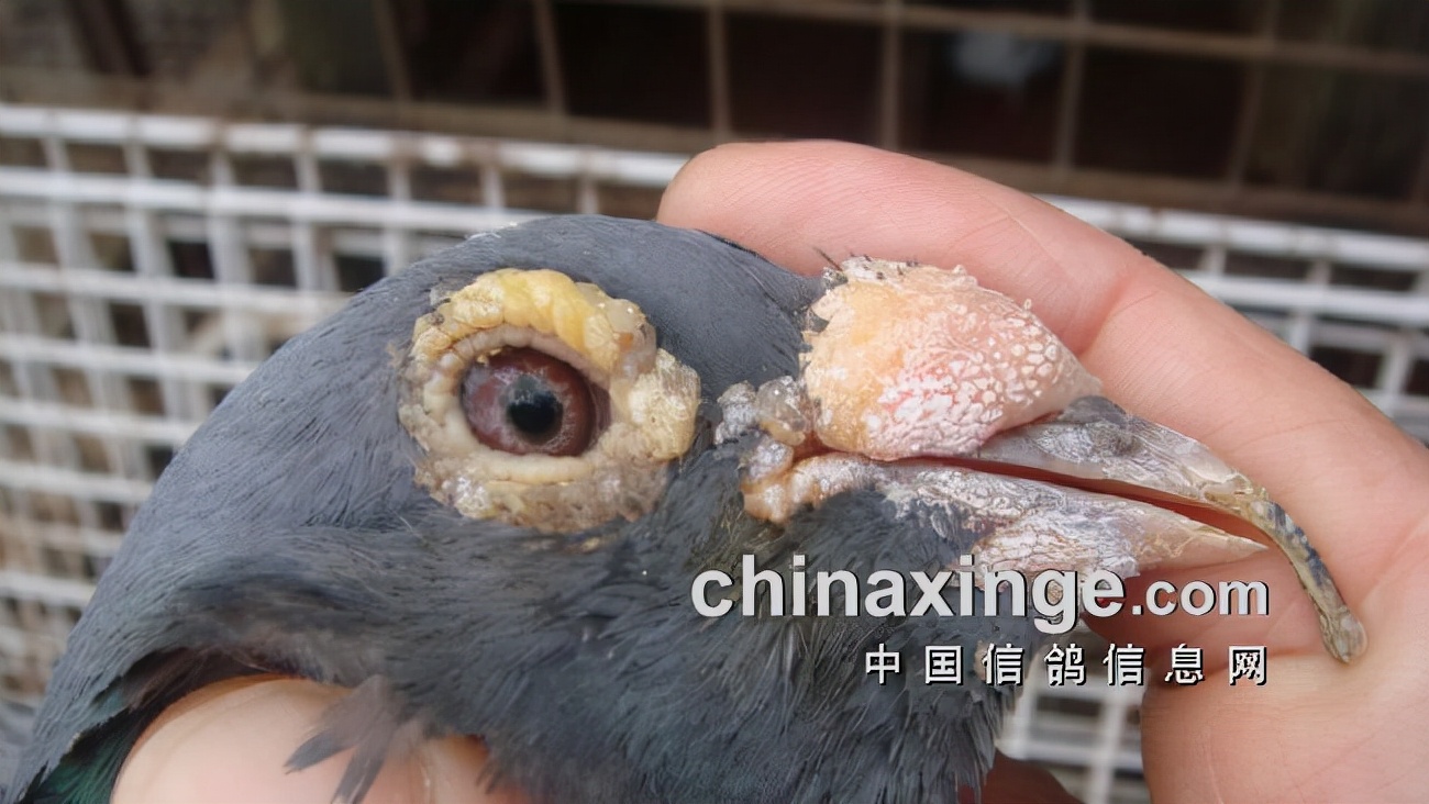 上海七旬老将的光耀：超远程结硕果公棚斩佳绩