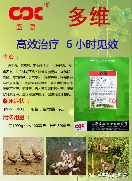 天气热如何预防鸭子中暑,夏天喂什么预防种鸭中暑