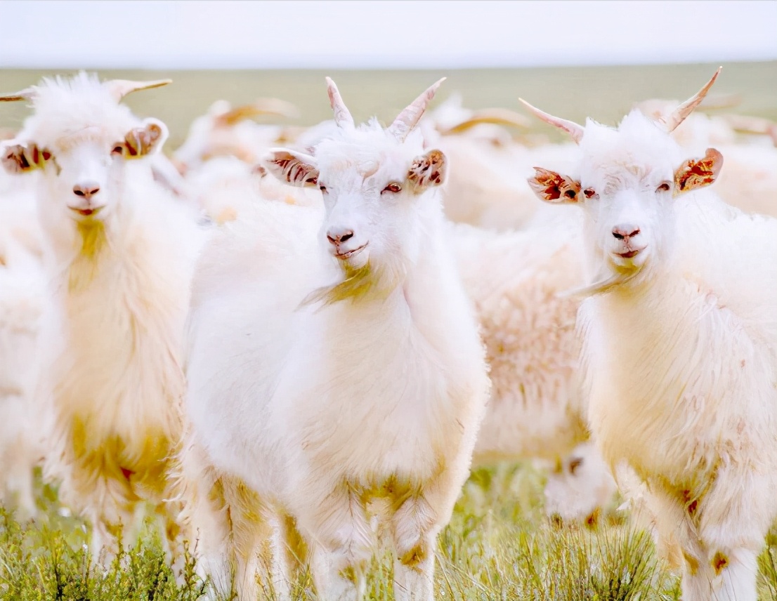 治沙对策和措施,治沙的最好办法