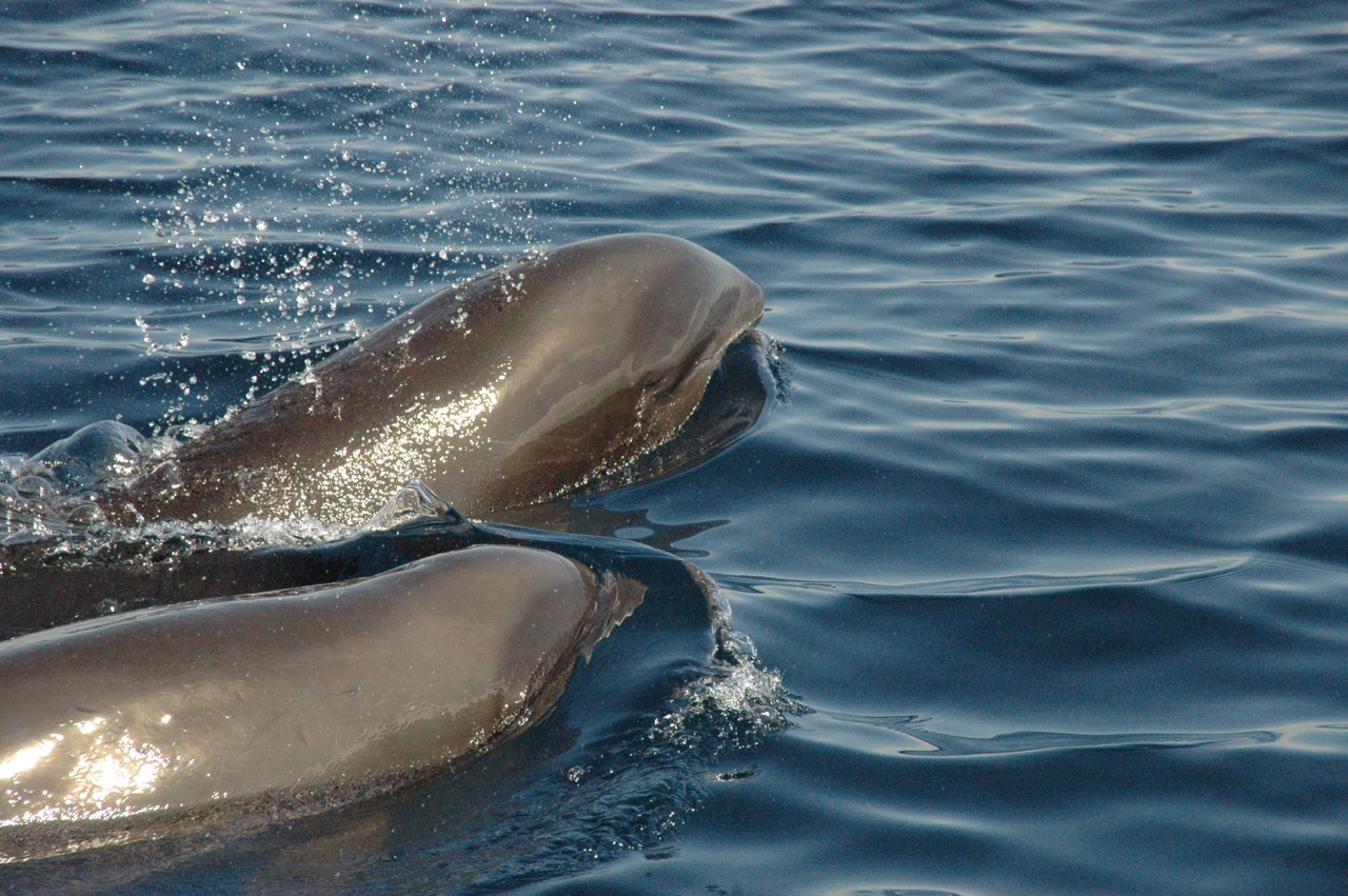 比马尔代夫便宜又好玩的岛,马来西亚比仙本那漂亮的海岛