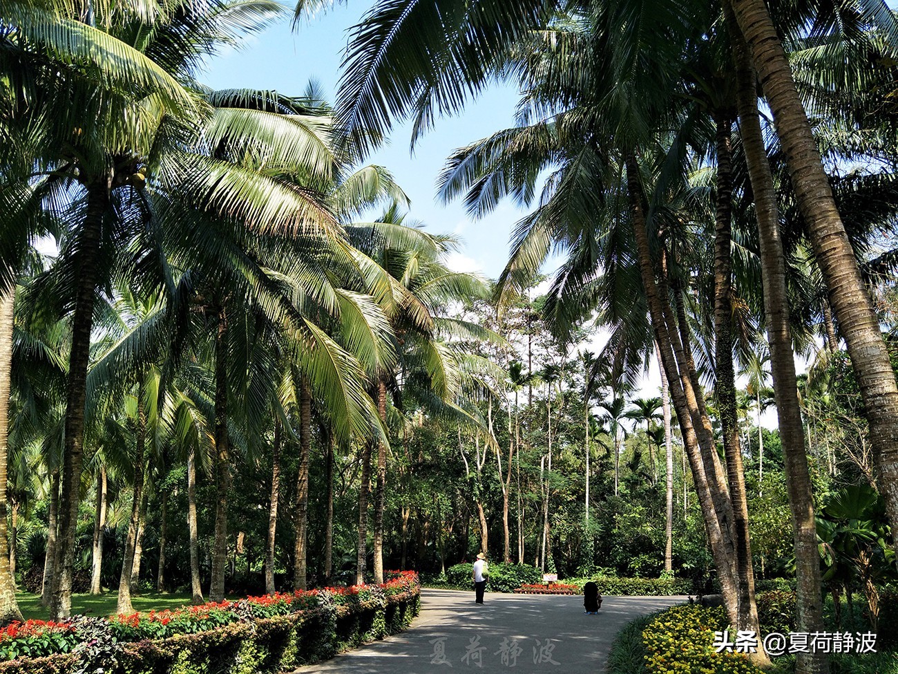 兴隆热带植物园攻略,万宁兴隆热带植物园