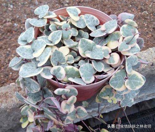 室内三种最旺家庭养植物,家居绿植哪些不适宜养