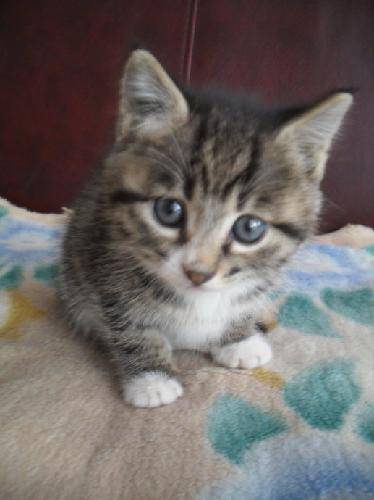 濡炲褰掓潵,鍠靛柕褰掓潵