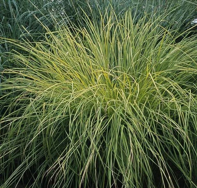 雨水花园植物区,雨水花园水生植物