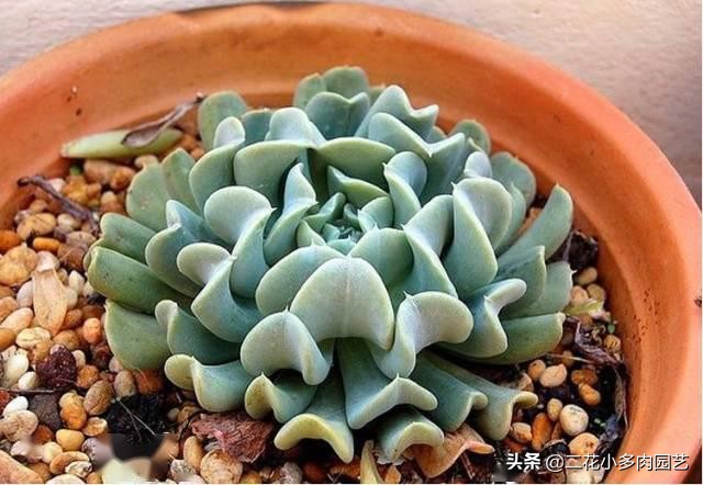 365种·常见花卉图谱，观果和多肉植物收藏篇