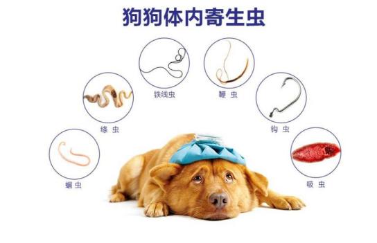 狗狗驱虫要单独驱球虫吗,狗狗驱虫选择合适的驱虫药