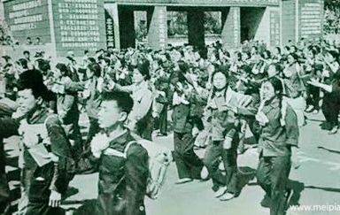 插秧拔杂草,插秧收割稻谷