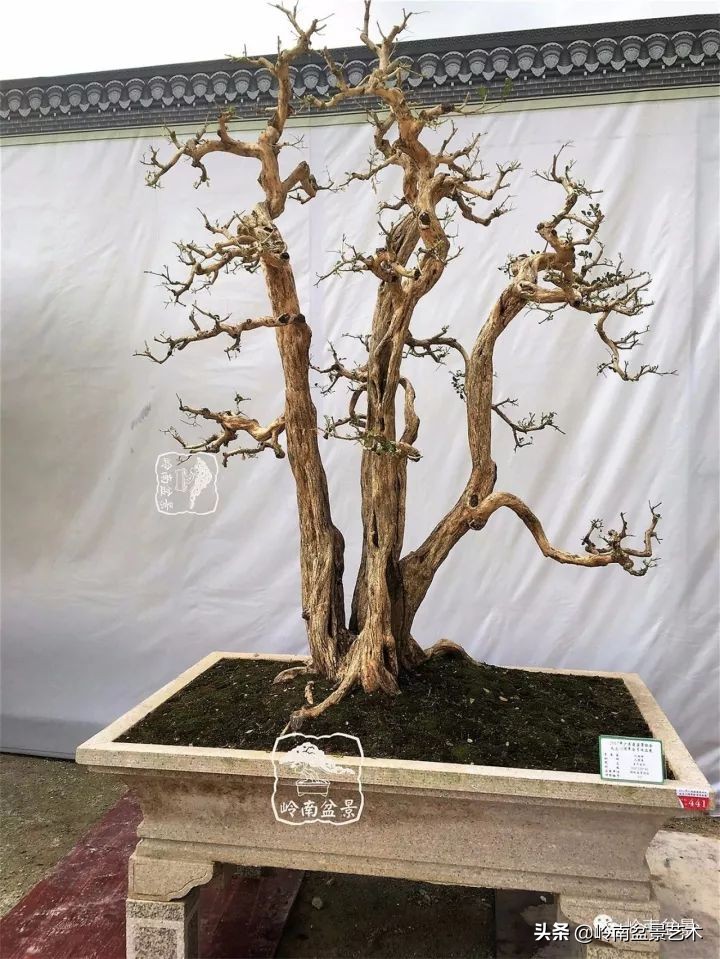 骞哥涔呬箙鐢滅敎铚滆湝,骞哥涔呬箙