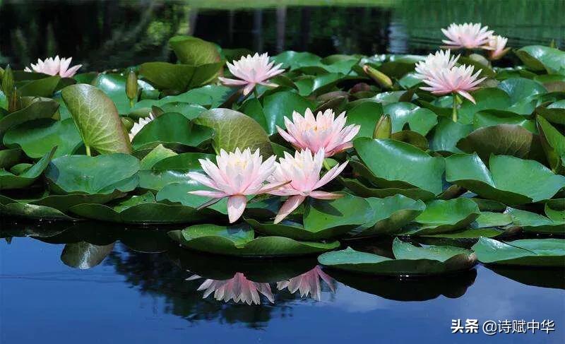 辞赋｜不争桃花之期，勿羡牡丹之富《睡莲赋并序》