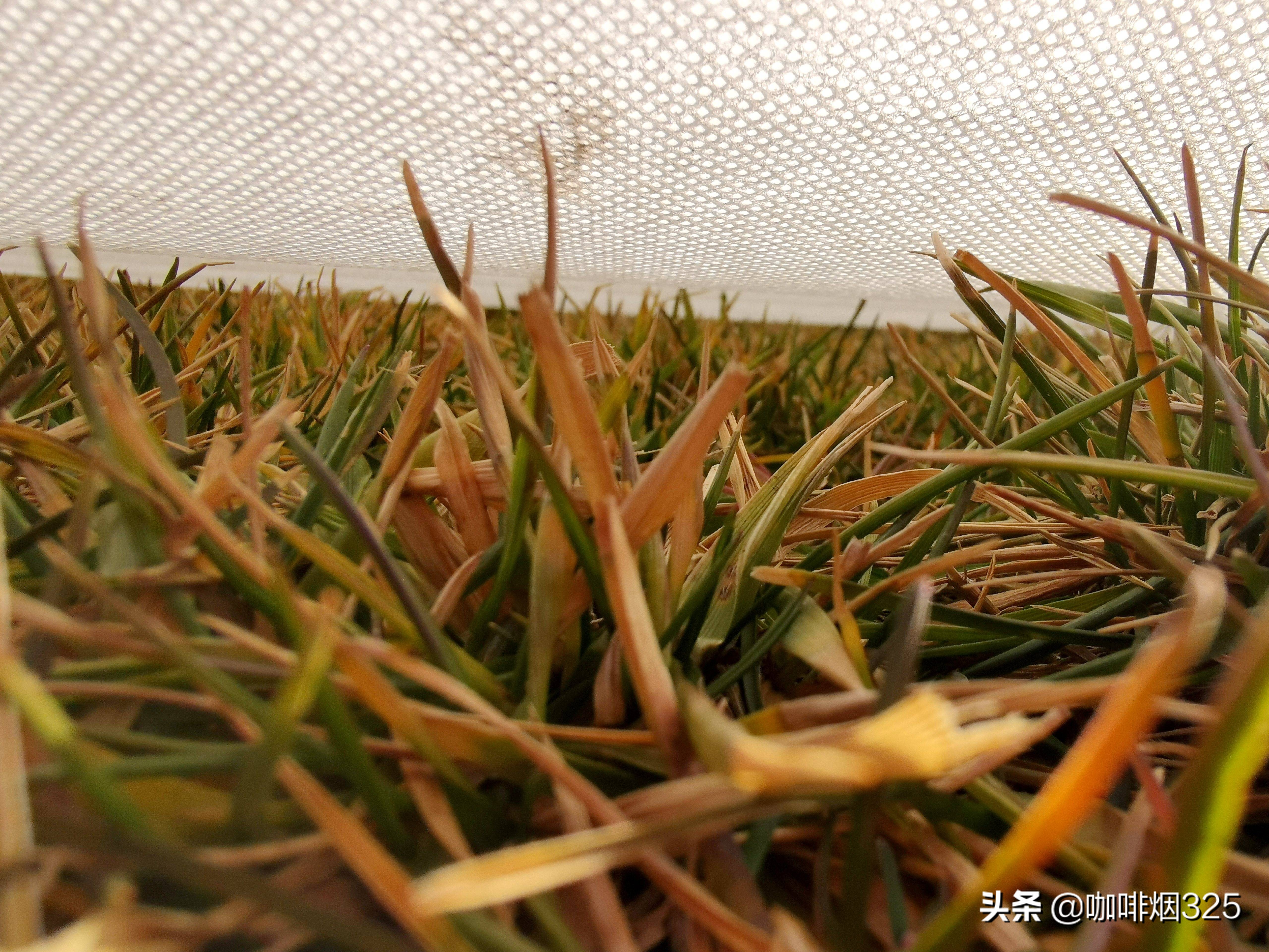 补种草坪草籽的正确方法,补种草坪正常是什么时间