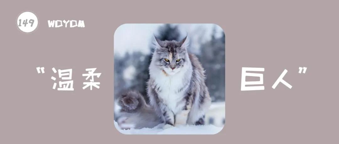 美国最可爱的猫,美国最有代表性的猫