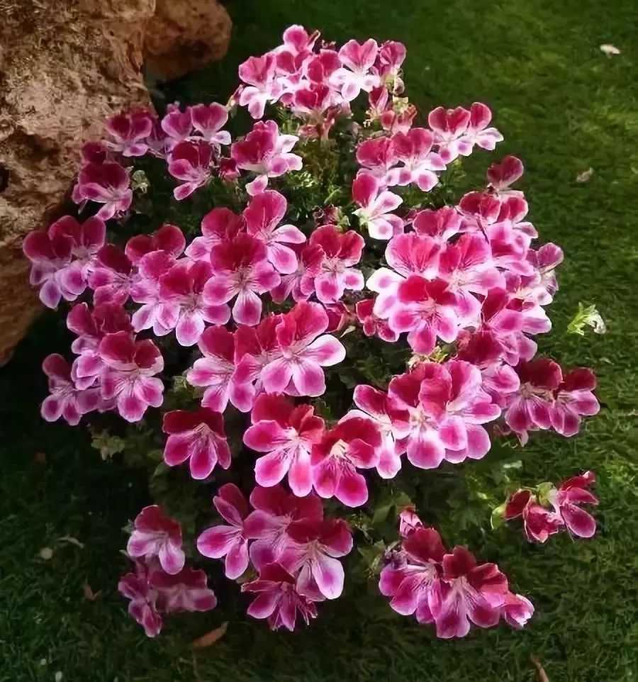 看到花的时候，不知是什么花？那就收下这份百花图谱