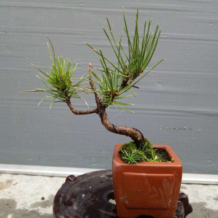 怎样提高裸根黑松存活 (黑松下山桩采挖时需修剪吗)