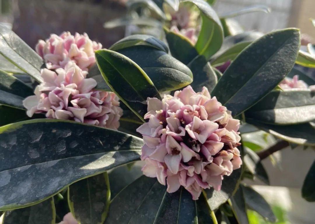 耐养的香水花,种室内香水花