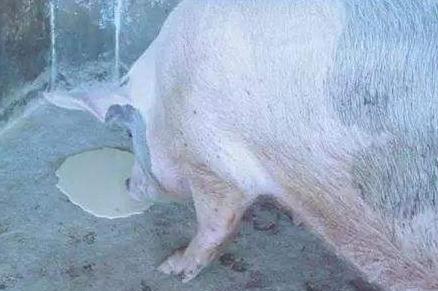 仔猪呕吐什么原因怎么治疗,仔猪呕吐怎么处理