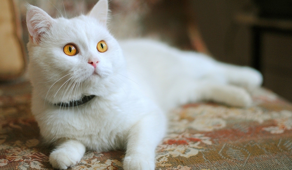 猫咪肠胃不好时可以吃的猫粮,猫咪肠胃有问题治疗需要花费多少