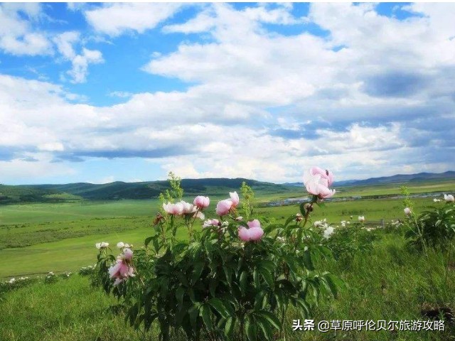 六月份呼伦贝尔草原旅游合适吗,呼伦贝尔大草原几月去最好