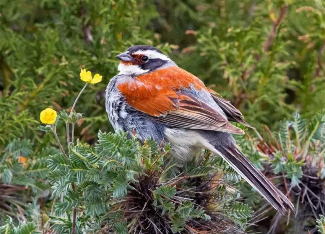 钘忛箑涓轰綍鍦ㄩ噹鐗︾墰鐨勮剼鍗伴噷绛戝发,钘忛箑鏄粈涔堥笩