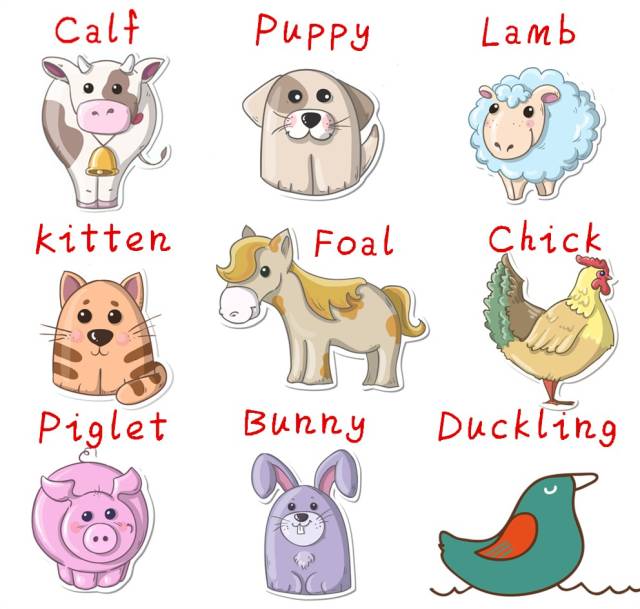 dog是不是狗的意思,dog是狗还是老鼠