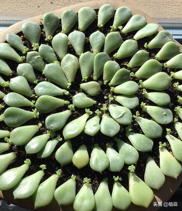 如何让白牡丹变红色,白牡丹多肉怎么养才能爆盆