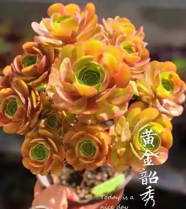 多肉法师韶羞现在能摘心吗,韶羞法师和荷兰玫瑰法师的区别