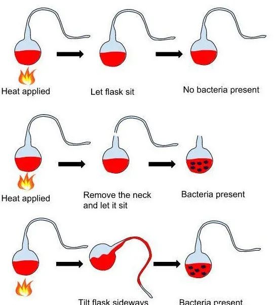 八年级上册生物期末必考的知识点,八年级上册生物性状的遗传知识点
