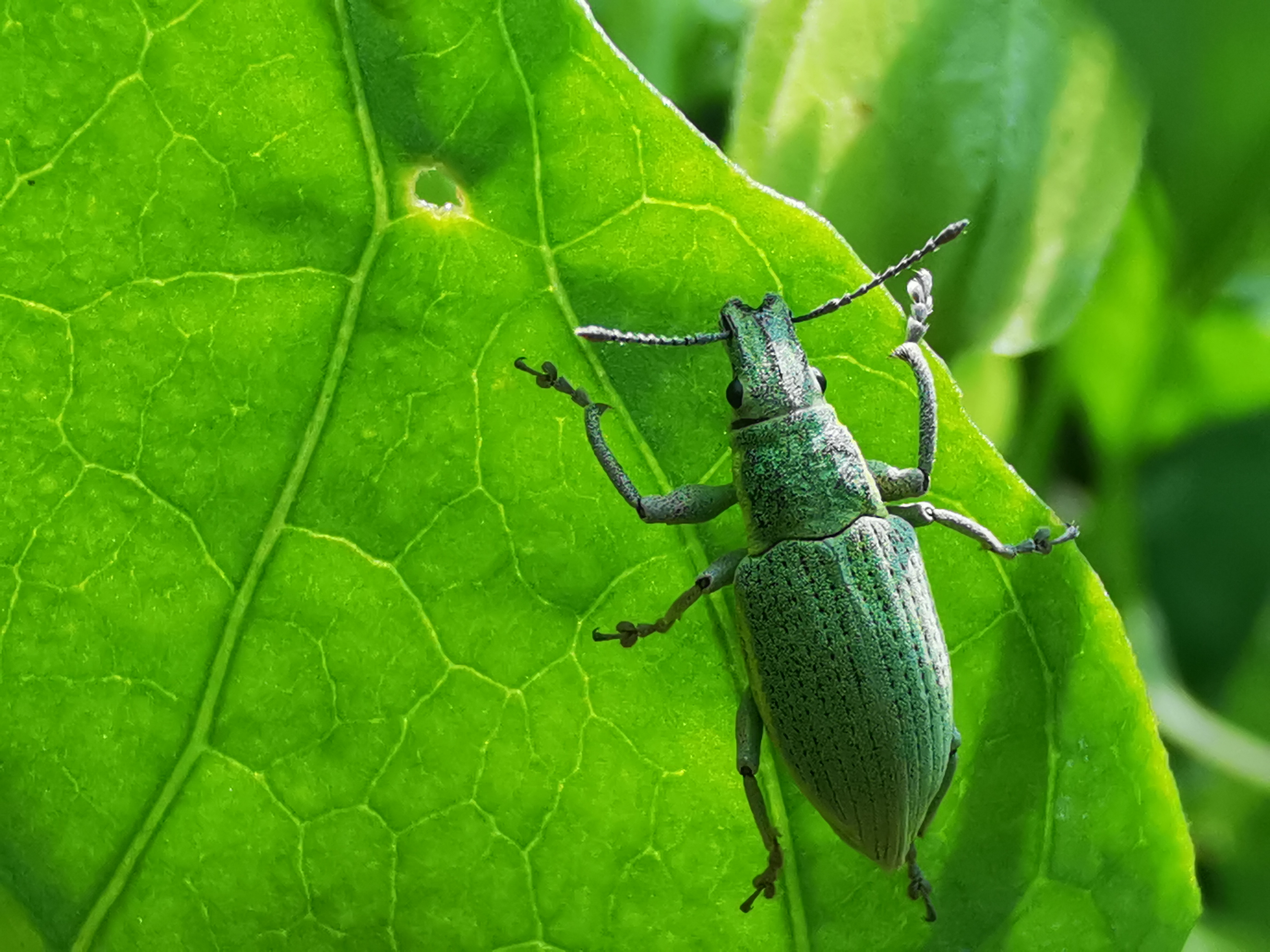 昆虫蚁象,甘薯蚁象是竹笋虫吗