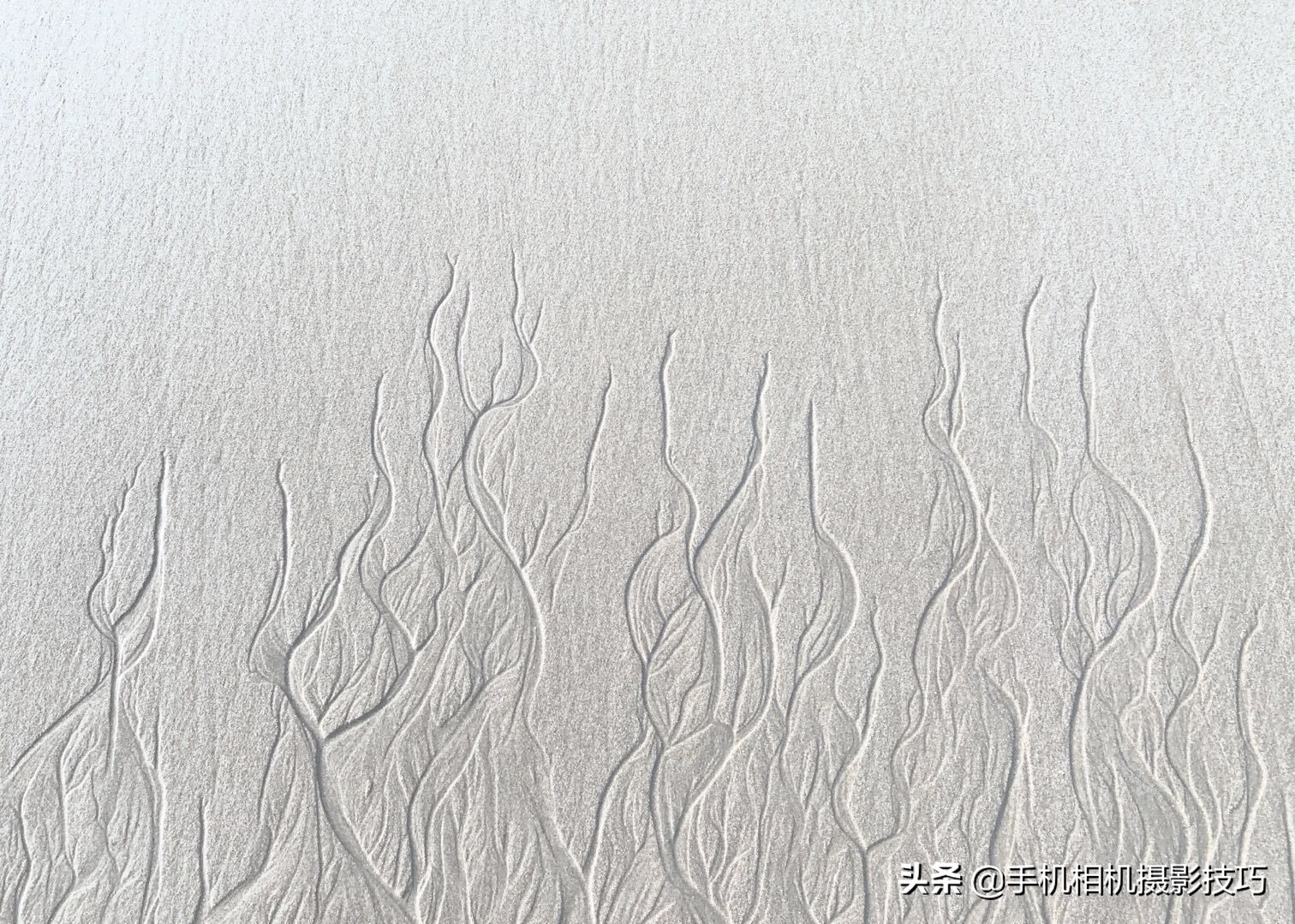 拍花小技巧怎样拍出好看的照片,如何拍花拍出意境