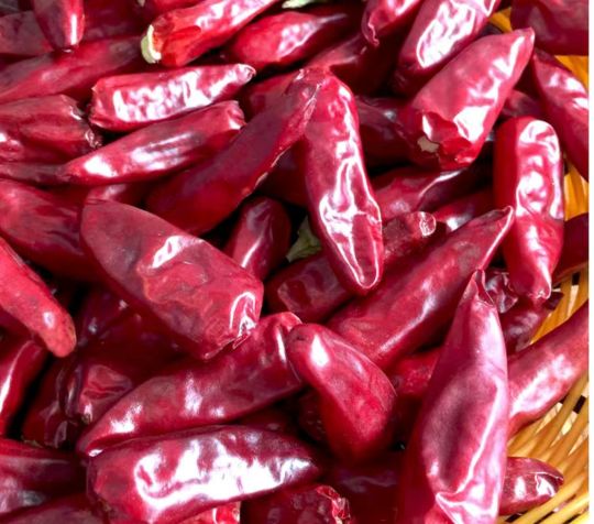 吉林洮南辣椒第一人,中国辣椒第一镇