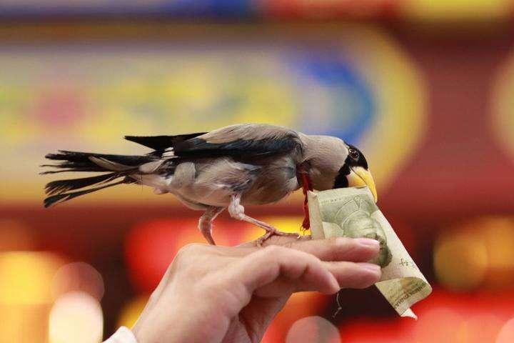 雪天鸟类喂食,冬天放生什么鸟容易活