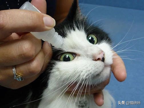 猫咪眼睛痒一直挠用什么眼药水,猫咪眼睛结膜炎怎么治疗
