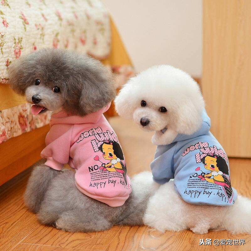 泰迪为什么这么粘人,泰迪突然不粘主人怎么回事