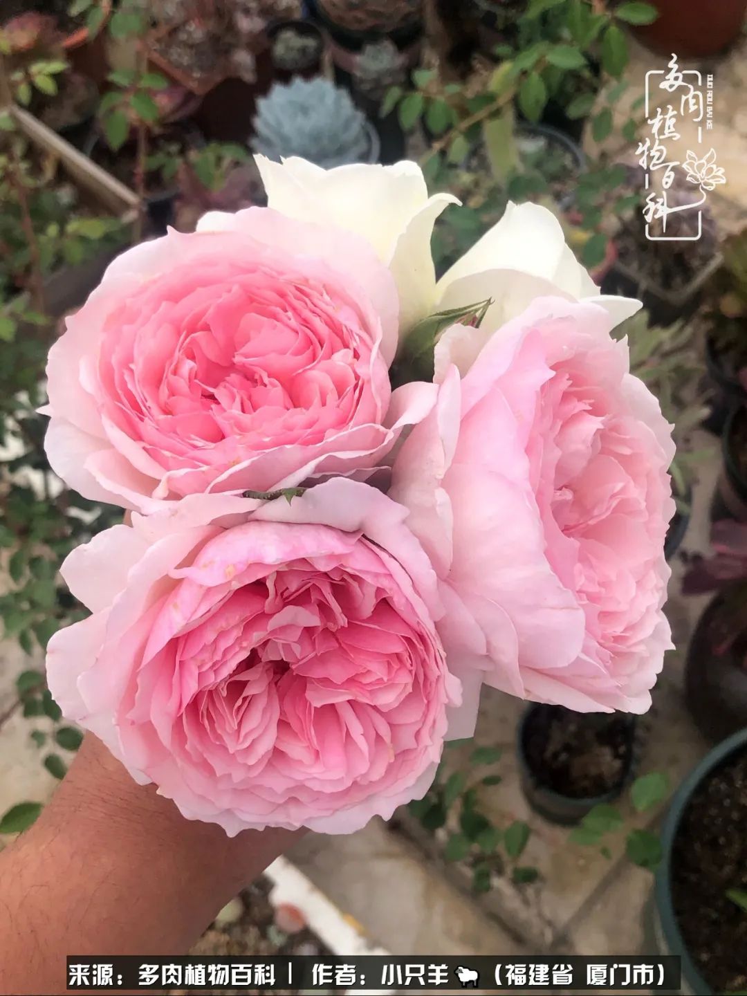 多肉像葡萄一样,多肉像铃兰一样