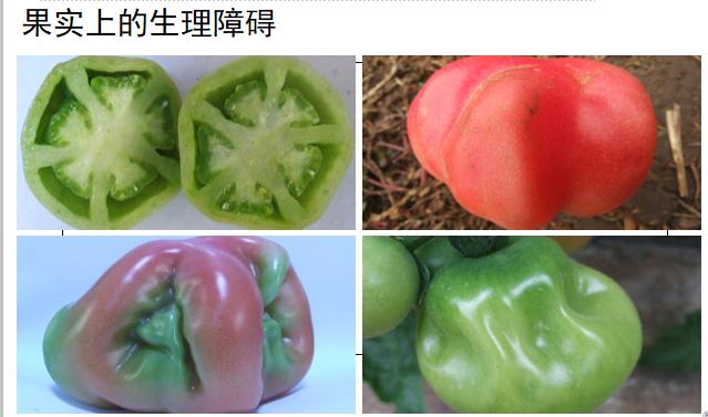 西红柿转色慢怎么解决,西红柿转色的最佳温度