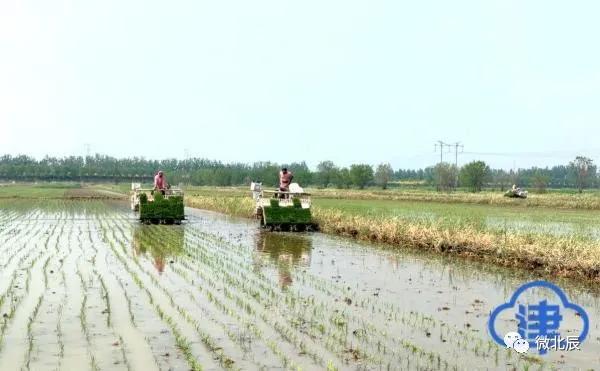 央媒、市媒聚焦|100%机械化！北辰区​万亩水稻插秧场面美如画~