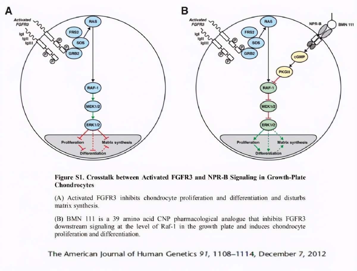 儿童软骨发育不全怎么治疗,软骨发育不全基因疗法