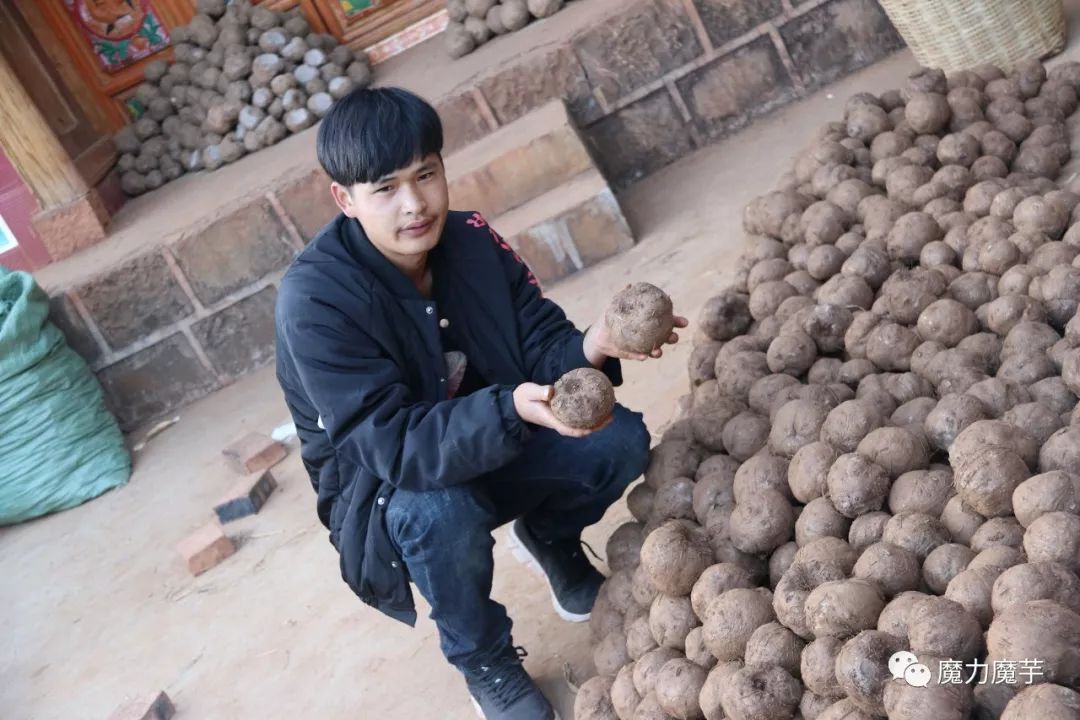 地膜种植魔芋的大忌,种植魔芋的方法与技术