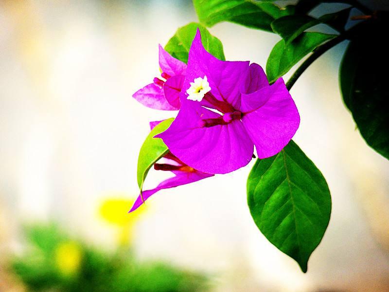 冻伤的三角梅还能施肥吗,三角梅花叶都冻伤了怎么办