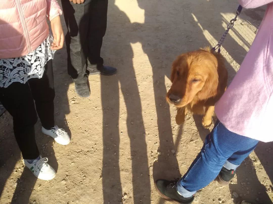 金毛小狗狗出售200元,网上卖小金毛