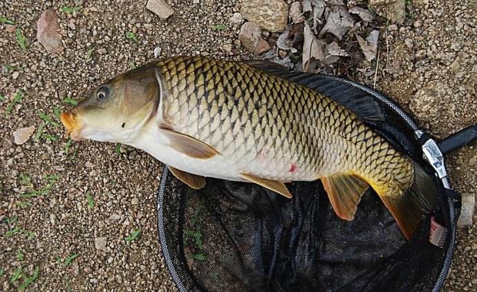 野钓河水钓位怎么选择最好,河道野钓如何选钓位图解