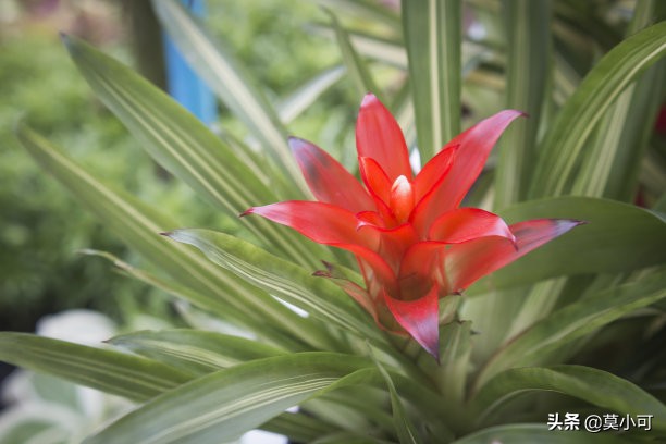 鸿运当头叶尖干枯，叶片发黑，应该如何补救？