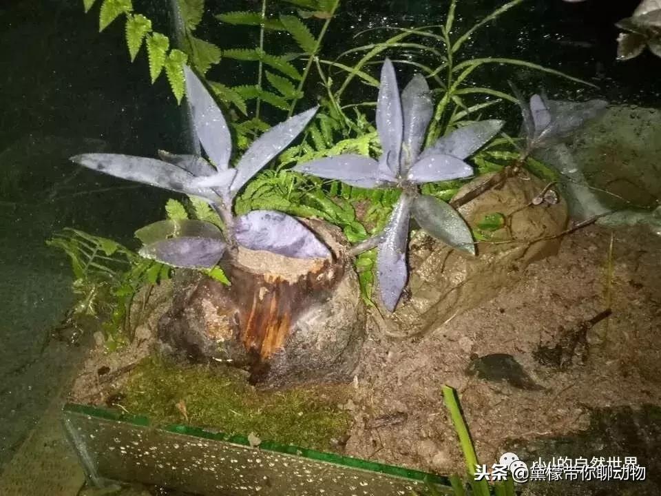 丛林造景黄缘龟池设计图大全,龟宝宝黄缘龟生态缸造景教程