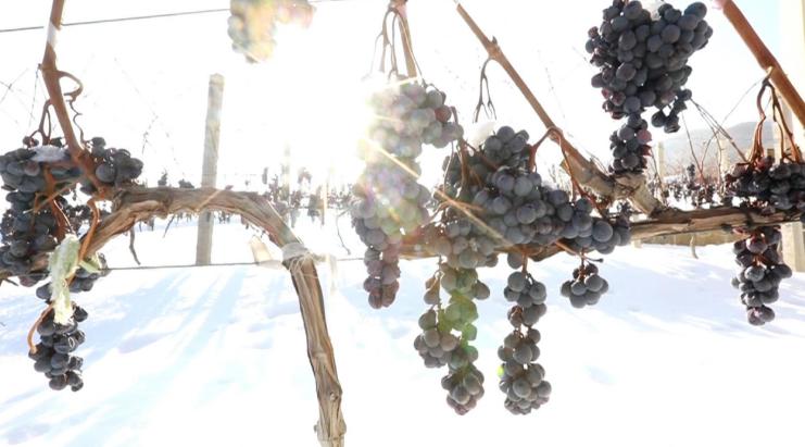 东北人才懂,东北人才懂的味道