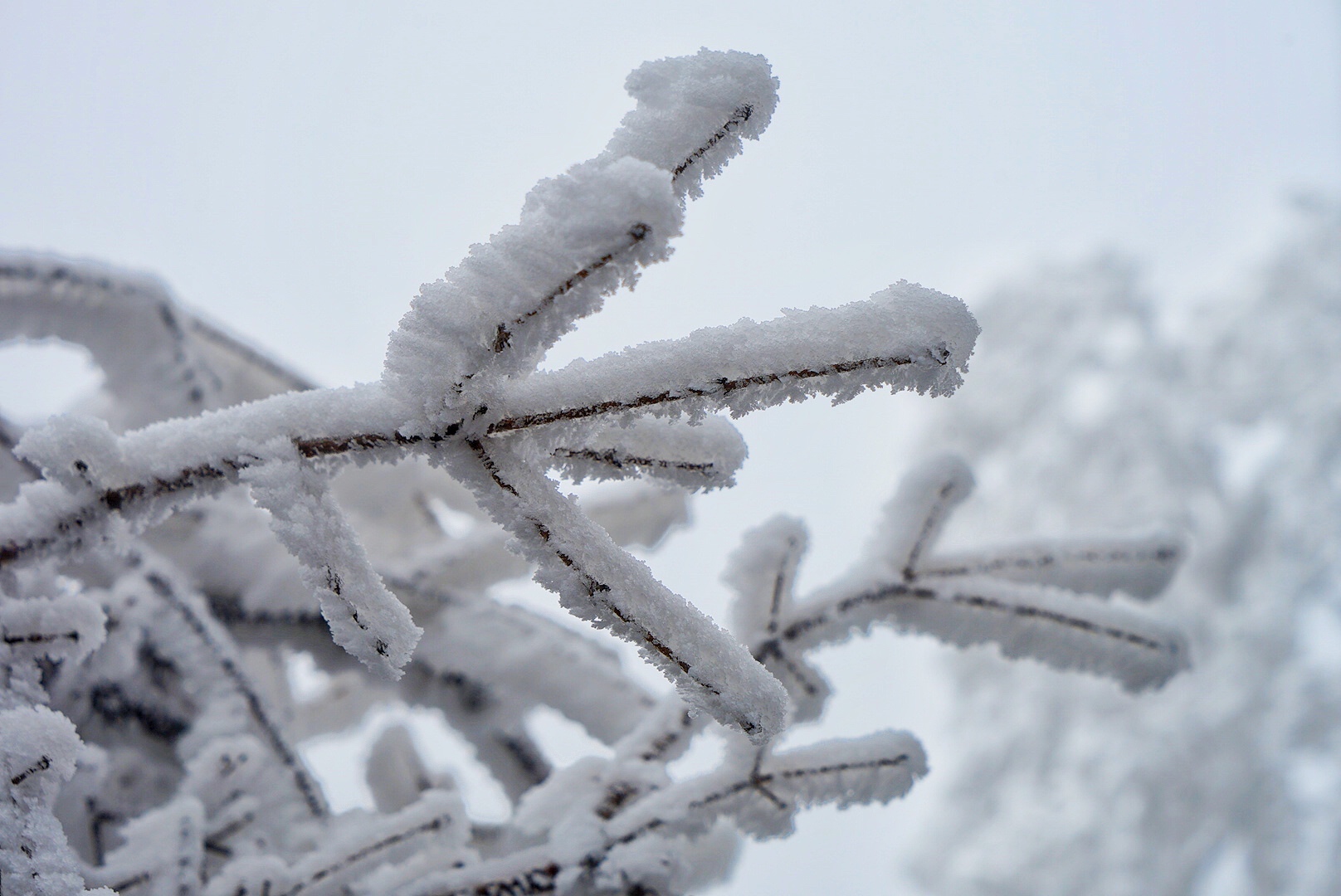 张家界雪季攻略,冬天湖南张家界攻略