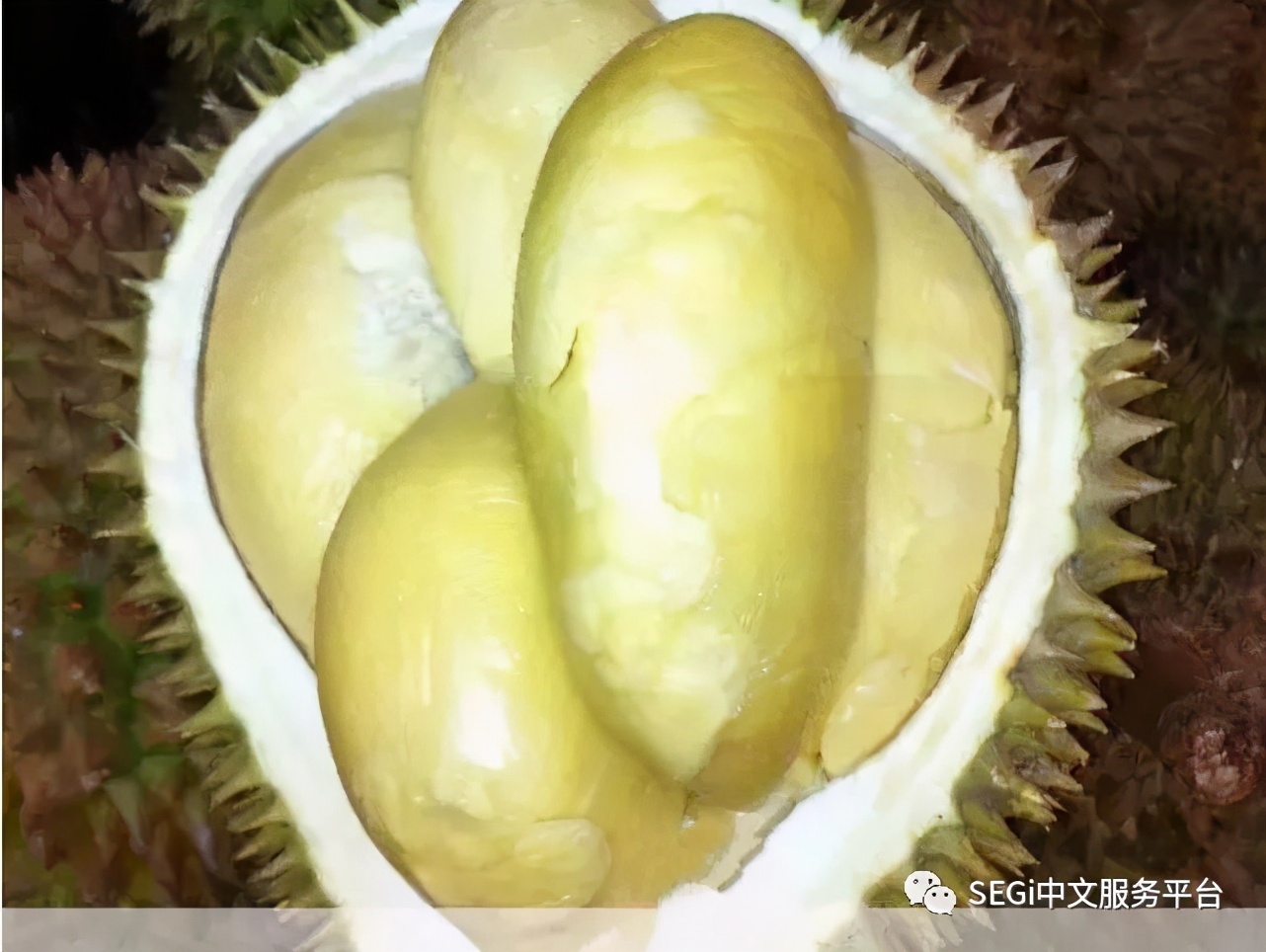 马来西亚的榴莲有啥品种,马来西亚榴莲有几种