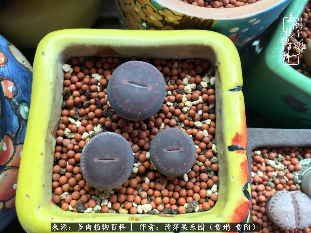 生石花庭院,晶莹剔透的生石花