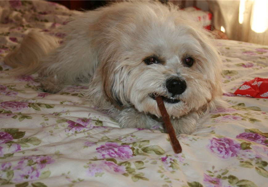 宠物安乐死让医生崩溃,宠物安乐死后主人责怪自己