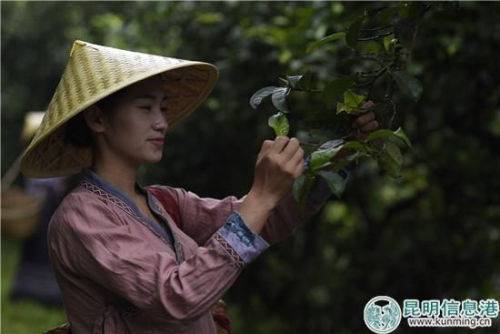 茶号排行榜龙润茶,龙润茶哪几款值得收藏