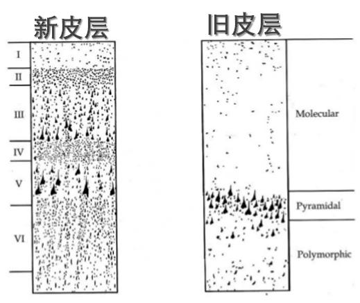 大脑新皮层和边缘系统的关系,皮层和新皮层